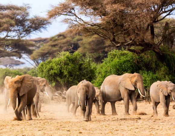 Top Destination: Elephant Bedroom