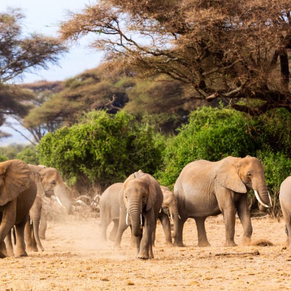 Top Destination: Elephant Bedroom