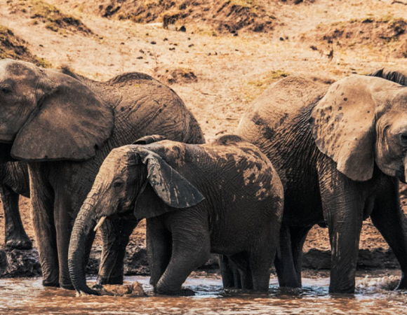 8Days Adventure, Aberdare, Samburu, Mara