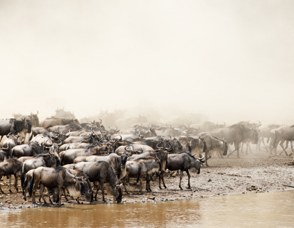 7Days ultimate Migration safari