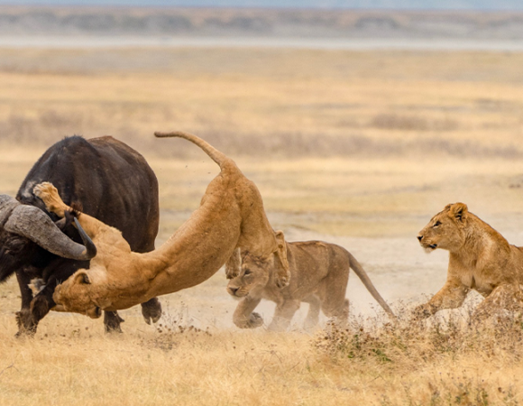 4 Day Naivasha & Maasai Mara Mid Luxury Safari