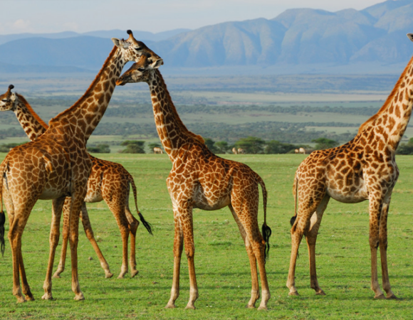 4Day Masai Mara Lifetime Experience 2026