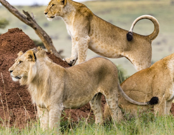 6Days Best of Masai Mara, Lake Naivasha & Amboseli Safari