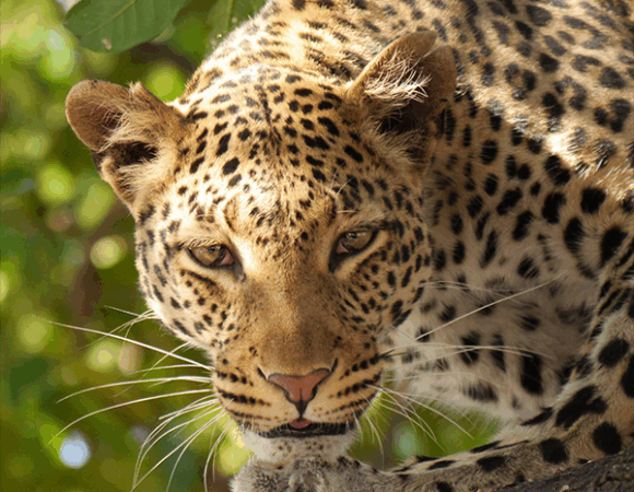 3Day Modest Safari to Maasai Mara