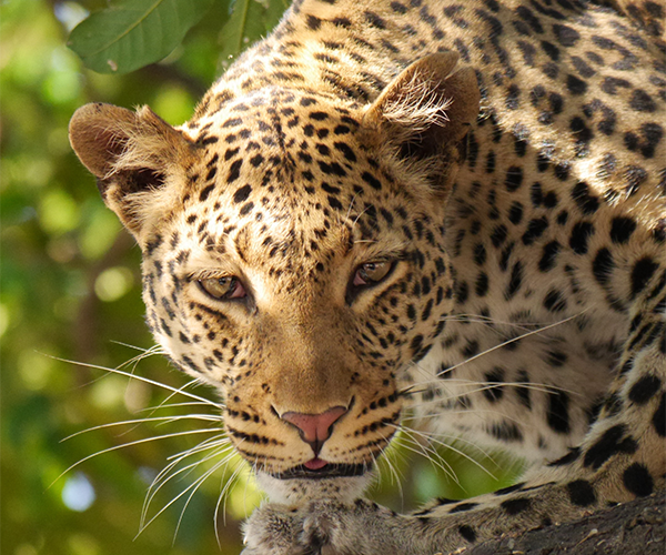 3Day Modest Safari to Maasai Mara