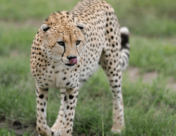 Masai Mara 3Days 2Nights Package