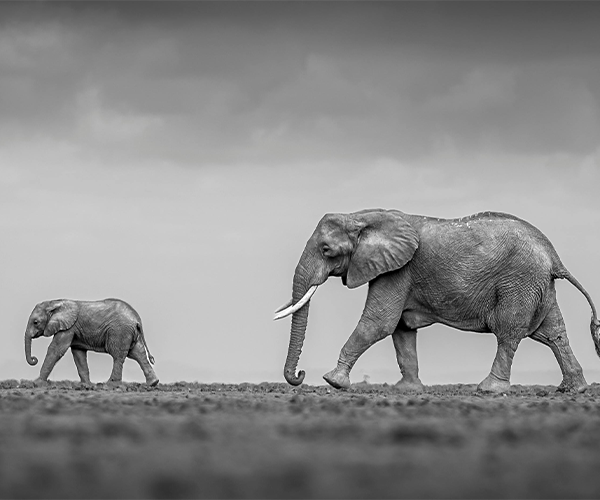 5Day Amboseli National Park & Saltlick Safari Lodge