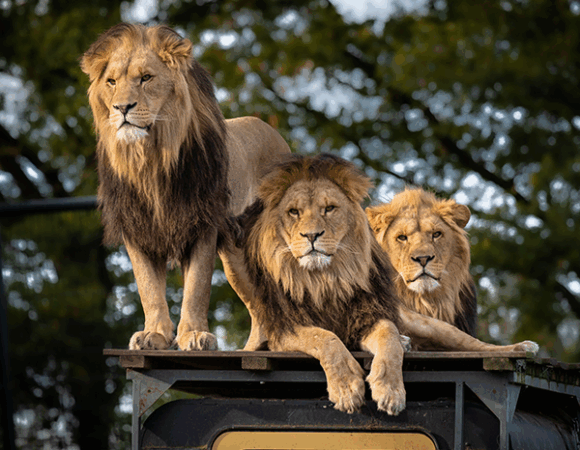 7Day Classic Kenya Safari