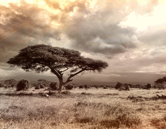 4Day Naivasha and Maasai Mara Mid Luxury Safari