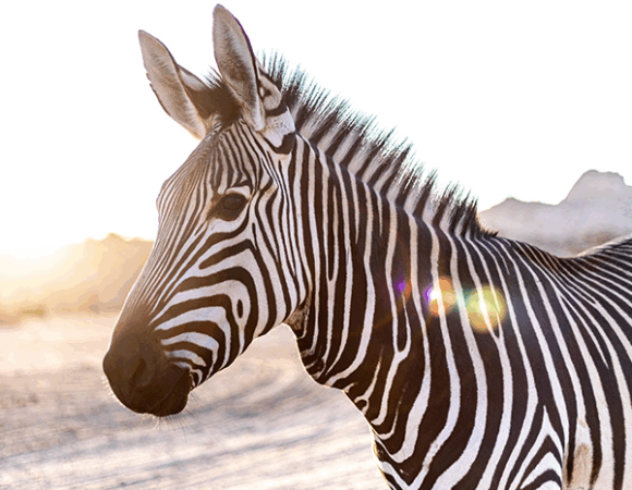 4Day Masai Mara Lifetime Experience