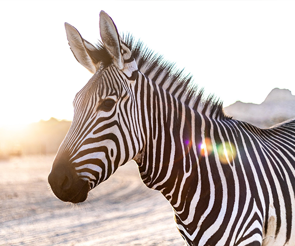 4Day Masai Mara Lifetime Experience