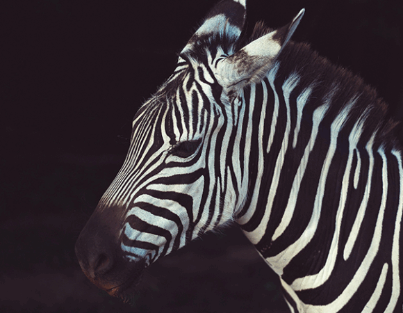 3Day Nanyuki Epic Safari