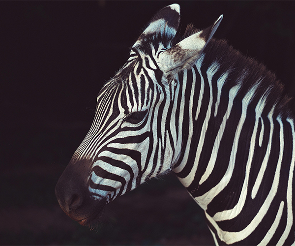 3Day Nanyuki Epic Safari