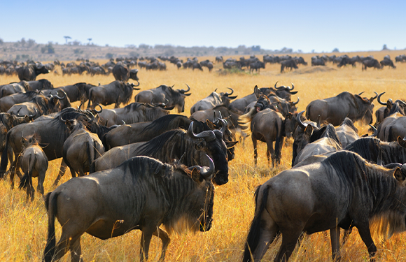 Savannah, Lakes & Legends: A 5-Day Safari