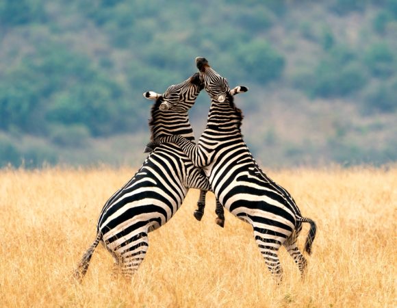 Roar of the Savannah: Masai Mara Getaway