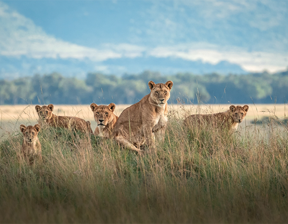 The Untamed North: 3-Day Samburu Adventure