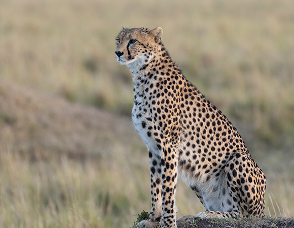 Fly-In Big Five Adventure - Mara 3Days Package