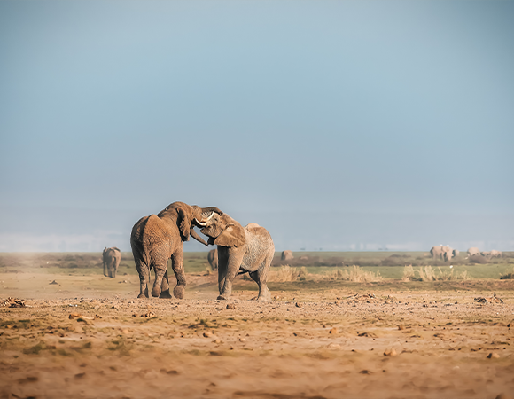 The Great Amboseli & Mara Expedition