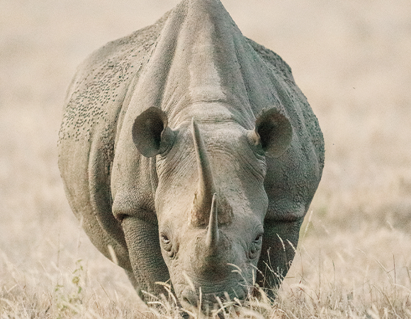 Luxury in the Wild: Nairobi, Lewa & Mara Safari